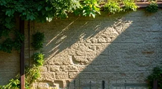 The Echo of Wings: Birdsong and the Resonance of Lost Places