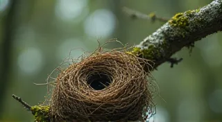 Ephemeral Architects: Bird Nests as Metaphors for Creativity